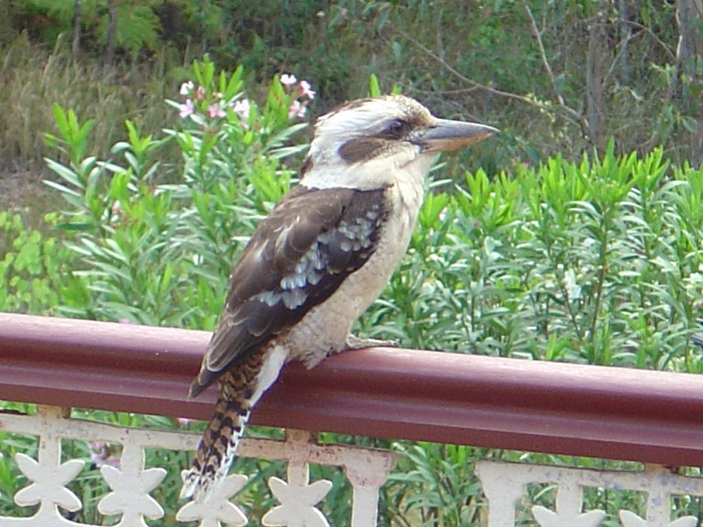 Riviera Bed & Breakfast Gold Coast Extérieur photo