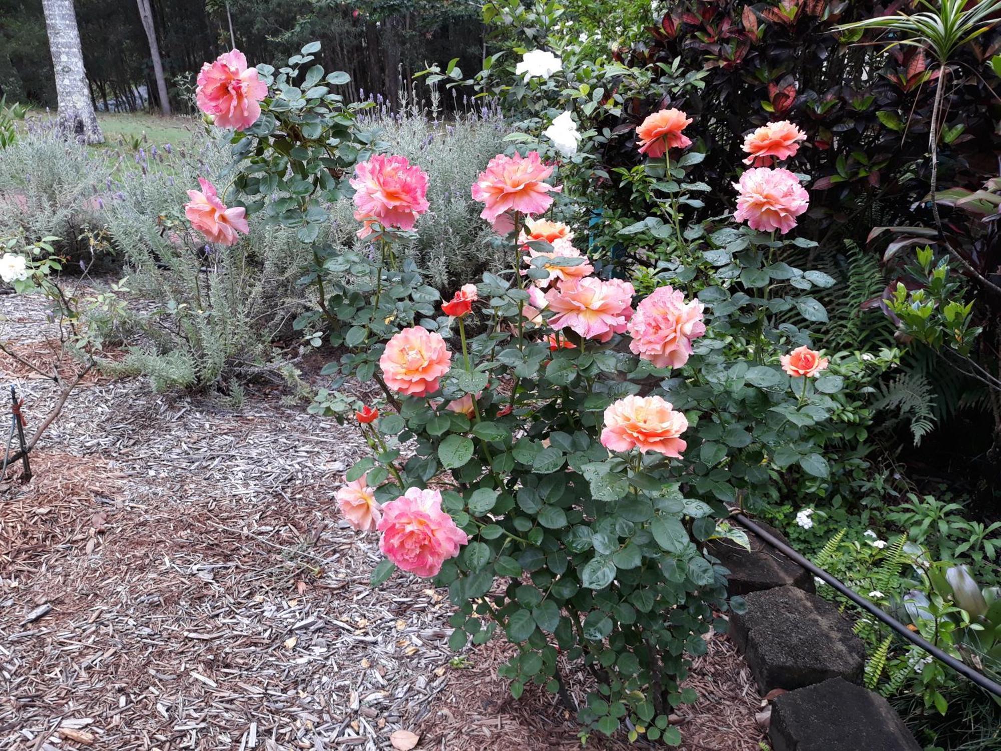 Riviera Bed & Breakfast Gold Coast Extérieur photo